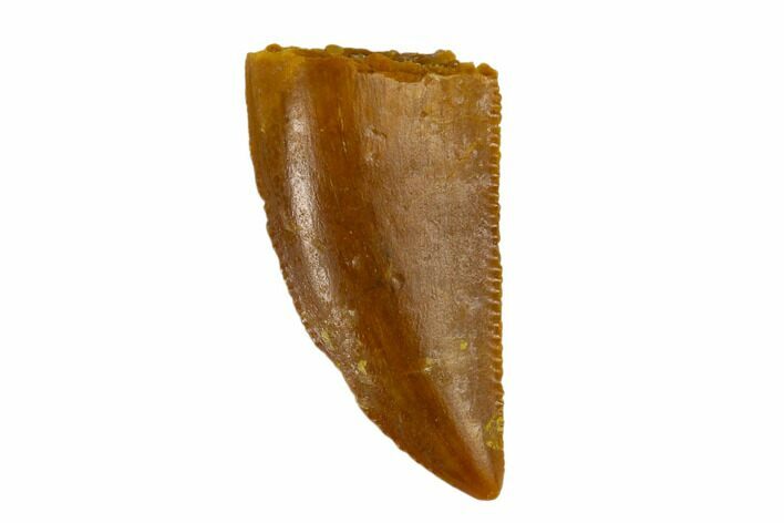 Serrated, Raptor Tooth - Real Dinosaur Tooth #115839